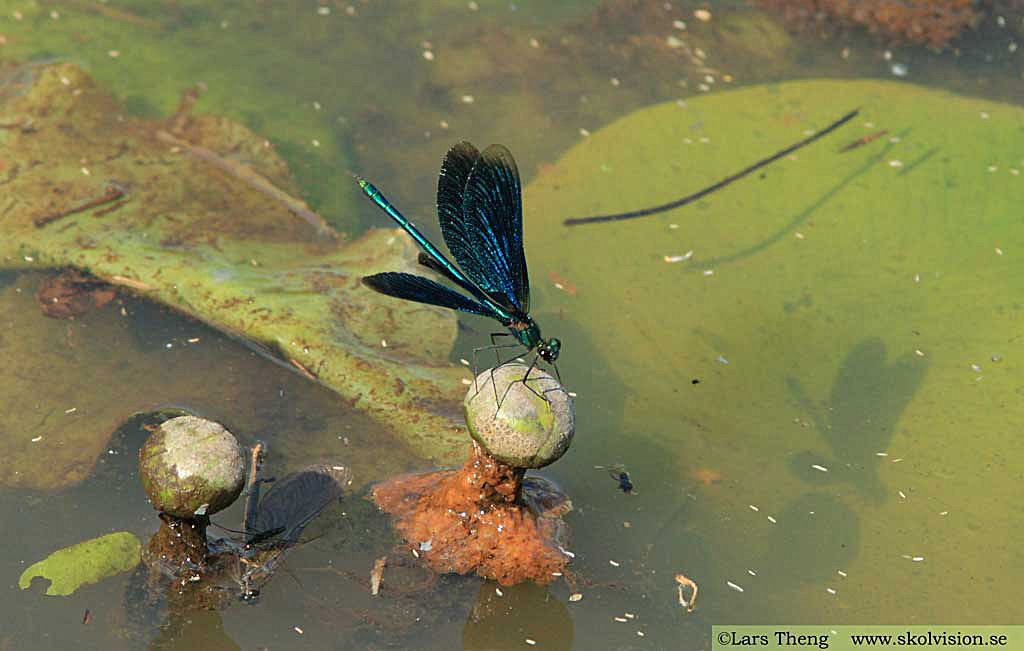 Blå jungfruslända, Calopteryx virgo